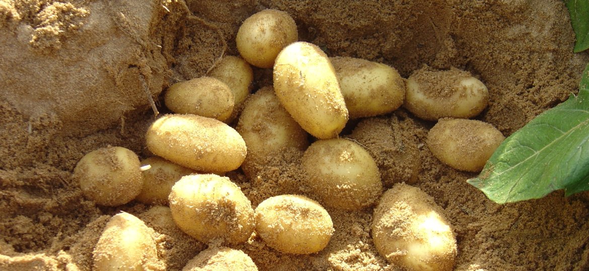 batata3 (2)