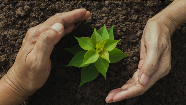 proteccion-plantula-verde-crecer-suelo-fondo-naturaleza_43284-940